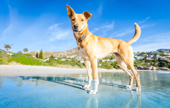 Packliste für den Urlaub mit Hund